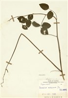 藏品(多花山螞蝗)的圖片